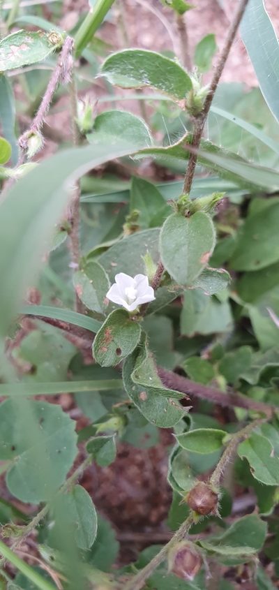 Seddera capensis, photographed by Nic Knott-Craig