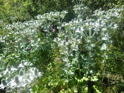 Eryngium giganteum, photographed by Karsten Rohweder