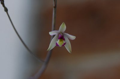Bletia parkinsonii, photographed by Neptalí Ramírez Marcial