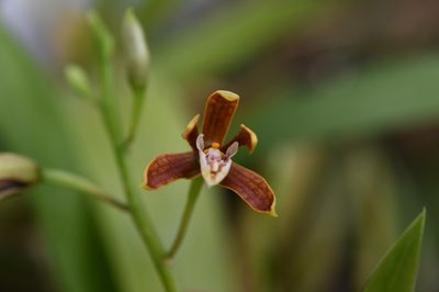 Prosthechea livida, photographed by Neptalí Ramírez Marcial