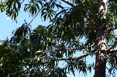 Podocarpus matudae, photographed by Neptalí Ramírez Marcial