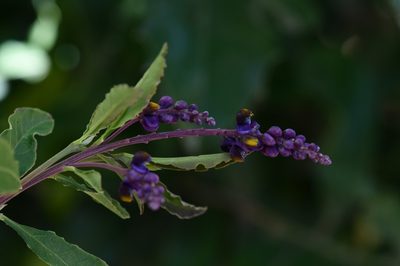 Monnina xalapensis, photographed by Neptalí Ramírez Marcial