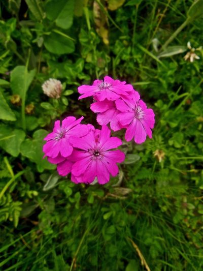 Silene flos-jovis, photographed by Karsten Rohweder
