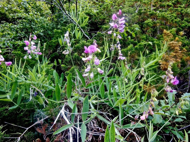 Lathyrus heterophyllus, photographed by Karsten Rohweder