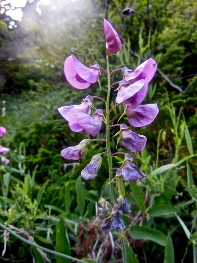 Lathyrus heterophyllus, photographed by Karsten Rohweder
