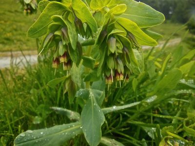 Cerinthe glabra, photographed by Karsten Rohweder