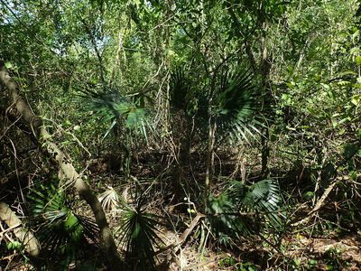 Leucothrinax morrisii, photographed by Daniel Cahen