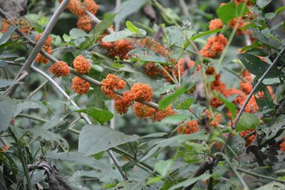 Urera caracasana, photographed by Mike Mulqueen