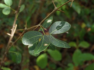 Pithecellobium unguis-cati, photographed by Daniel Cahen