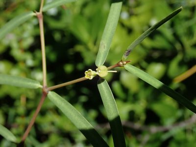 Euphorbia articulata, photographed by Daniel Cahen