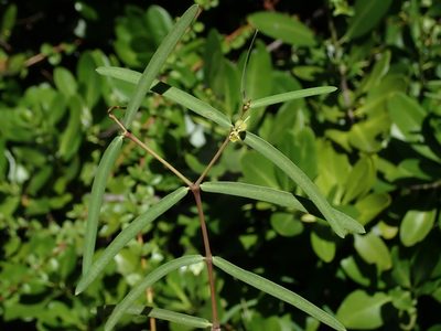 Euphorbia articulata, photographed by Daniel Cahen
