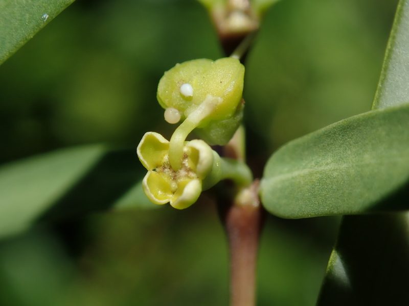 Euphorbia articulata, photographed by Daniel Cahen