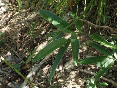 Smilax coriacea, photographed by Daniel Cahen