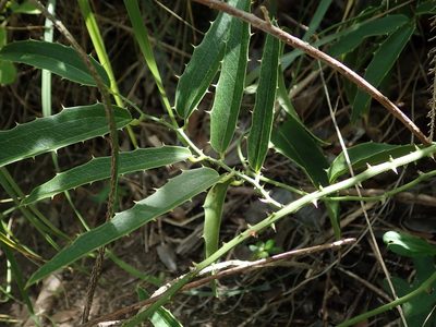 Smilax coriacea, photographed by Daniel Cahen