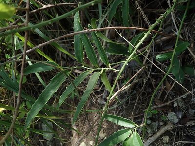 Smilax coriacea, photographed by Daniel Cahen