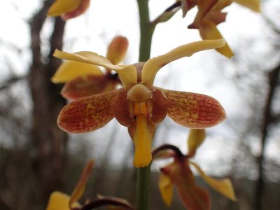 Eulophia streptopetala, photographed by Mahomed Desai