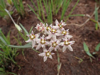 Asclepias flexuosa, photographed by Mahomed Desai