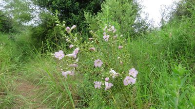Agalinis genistifolia, photographed by demianlescano