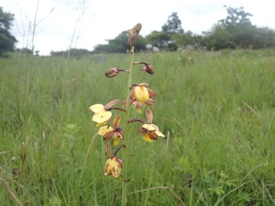 Eulophia parviflora, photographed by Mahomed Desai