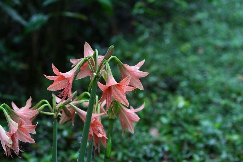 Hippeastrum stylosum, photographed by Arne Holgersson