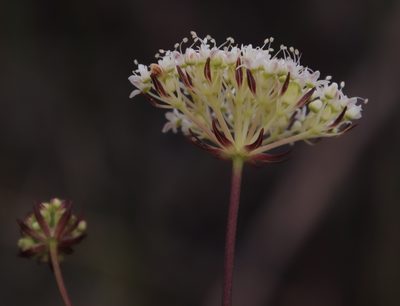 Hermas quercifolia, photographed by Tony Rebelo