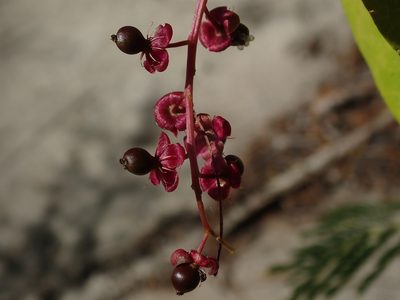 Trichostigma octandrum, photographed by Daniel Cahen