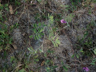 Tephrosia cinerea, photographed by Daniel Cahen