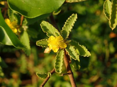 Corchorus hirsutus, photographed by Daniel Cahen