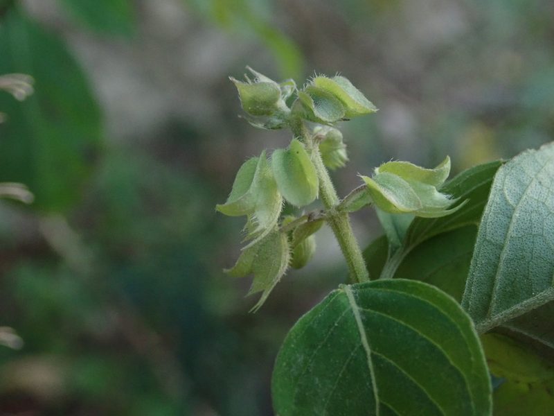 Ocimum campechianum, photographed by Daniel Cahen