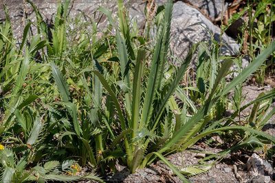 Eryngium agavifolium, photographed by RAP