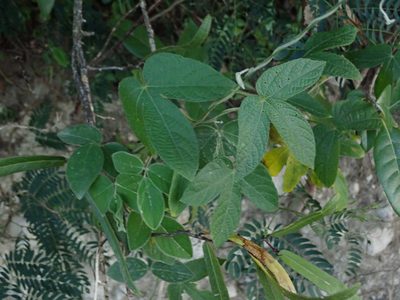 Dalechampia scandens, photographed by Daniel Cahen