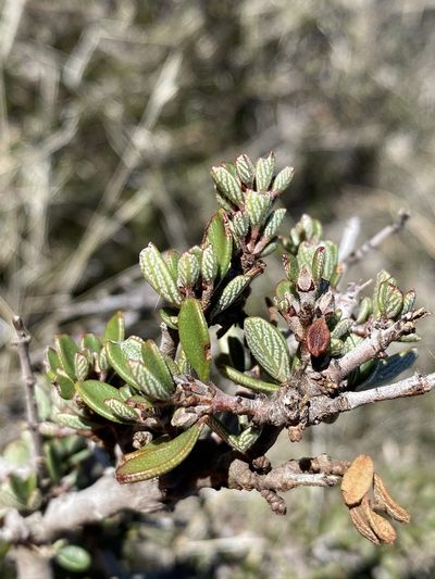 Ceanothus roderickii, photographed by Matt Berger
