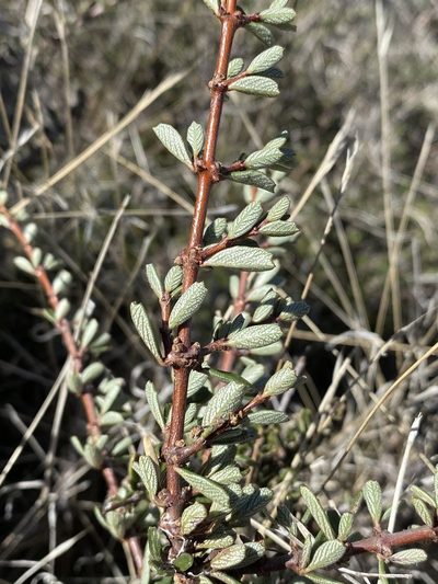 Ceanothus roderickii, photographed by Matt Berger