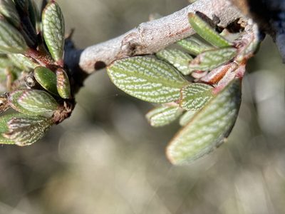 Ceanothus roderickii, photographed by Matt Berger