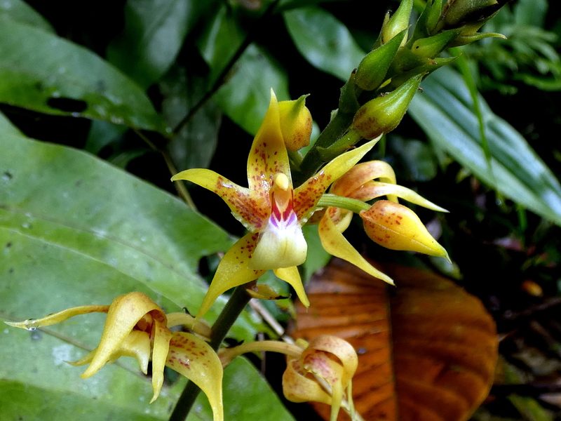 Plocoglottis plicata, photographed by Kai Squires