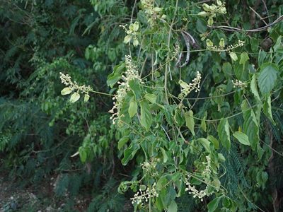 Serjania lucida, photographed by Daniel Cahen