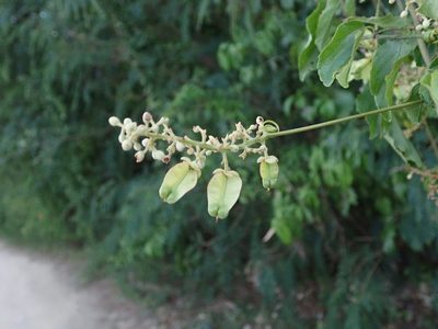 Serjania lucida, photographed by Daniel Cahen