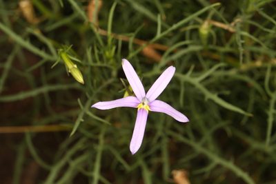 Lithotoma axillaris, photographed by Donald Hobern