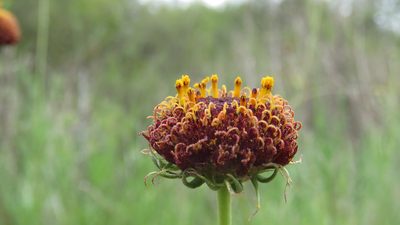 Gaillardia megapotamica, photographed by demianlescano