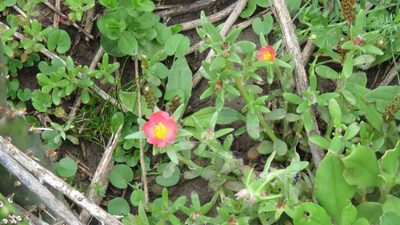 Portulaca cryptopetala, photographed by demianlescano