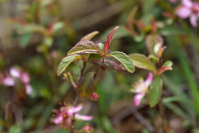 Prunus pogonostyla, photographed by 國立臺灣博物館