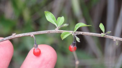 Lycium ciliatum, photographed by demianlescano