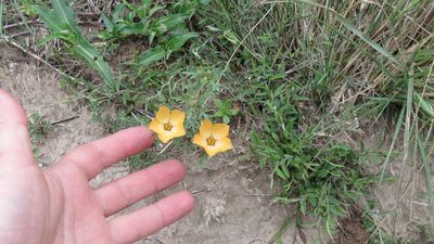 Turnera sidoides, photographed by demianlescano
