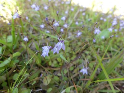 Lobelia feayana, photographed by botanygirl