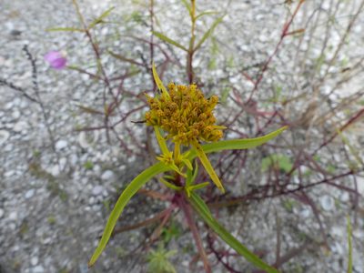Flaveria floridana, photographed by botanygirl