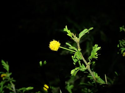 Vachellia tortuosa, photographed by Daniel Cahen