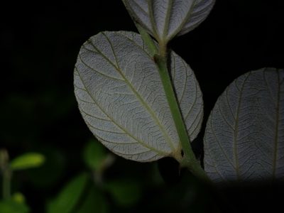 Ziziphus mauritiana, photographed by Daniel Cahen