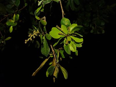 Terminalia buceras, photographed by Daniel Cahen