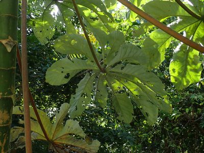 Cecropia schreberiana, photographed by Daniel Cahen