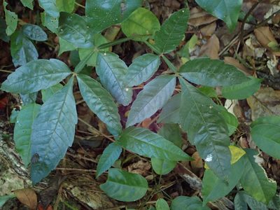 Paullinia pinnata, photographed by Daniel Cahen